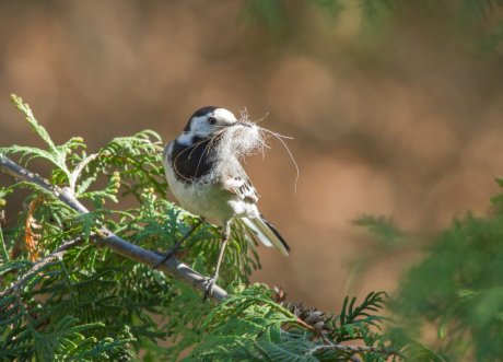 Можно ли сдать гнездо на цветмет? | Пикабу